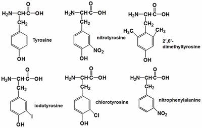 Insights Into the Mechanism of Tyrosine Nitration in Preventing β-Amyloid Aggregation in Alzheimer’s Disease